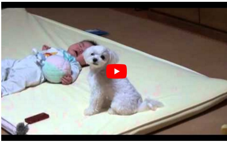 Die Mutter legt ihr hilfloses Baby neben den Hund. Was die Kamera dann filmt, macht nicht nur das Baby sprachlos.