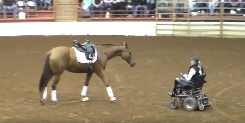 Das Pferd trabt zu der Frau in dem Rollstuhl – Momente später ist das gesamte Publikum sprachlos