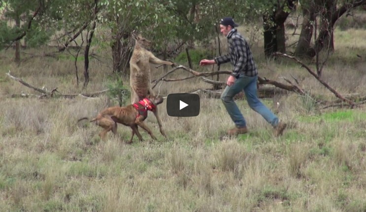 Das Känguru drückt dem Hund die Kehle zu. Was der Hundebesitzer dann tut, wirst du nicht glauben!