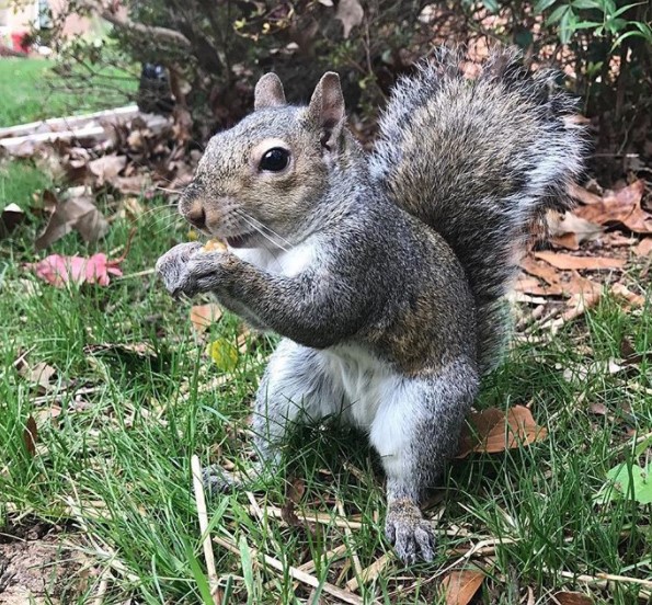 Eichhörnchen klopft an die Tür der Familie seit 8 Jahren – und kommt dann mit einer Überraschung auf Besuch
