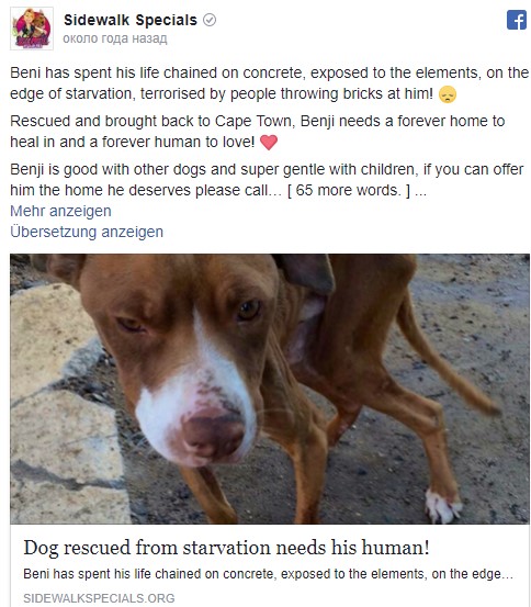 Der Besitzer „vergaß“ seinen Hund zu füttern – schau dir dessen wunderbare Verwandlung eine Woche später an!