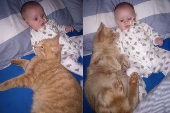 Als niemand hinschaut, schleicht sich die Katze an das kranke Baby heran. Was dann passiert, ist einfach rührend.