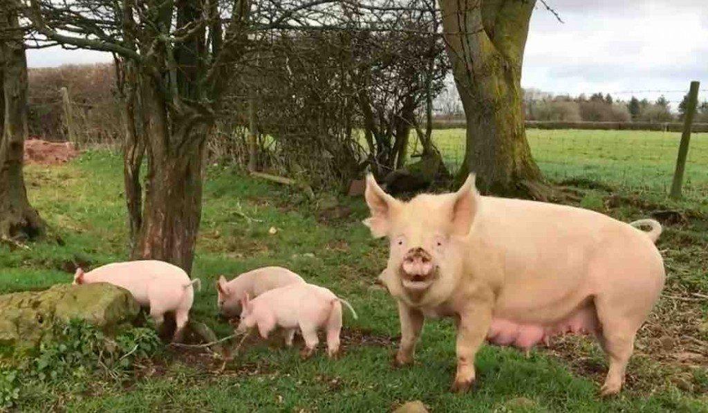 Diese Schweinefamilie hat noch nie Tageslicht gesehen – ihre Reaktion, als sie die Freiheit sehen, ist toll