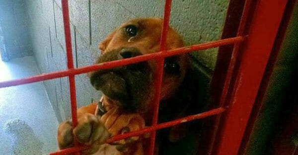 Verzweifelte Hündin vergießt Trauertränen im Tierheim – da schießen die Mitarbeiter ein Foto, das ihr Leben verändert
