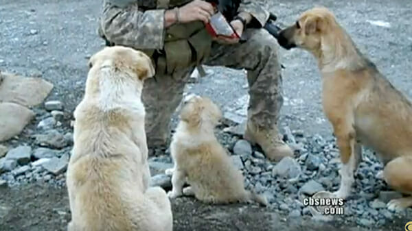 Obdachlose Hunde retten dem Soldaten in Afghanistan das Leben – 4 Monate später sehen sie sich am anderen Ende der Welt wieder