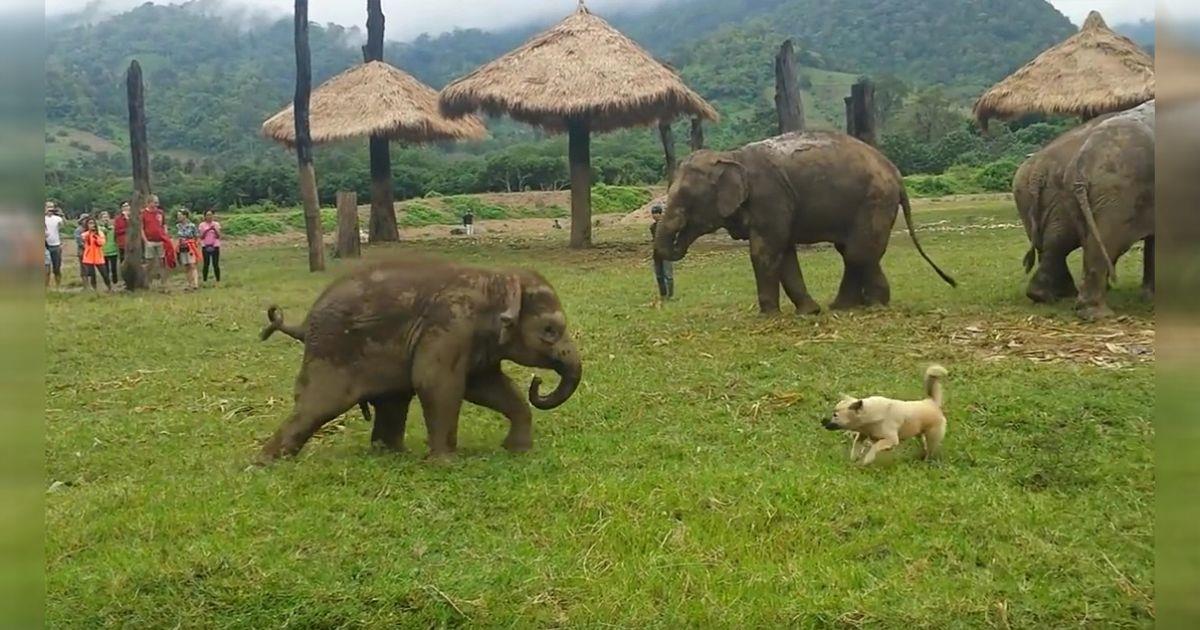 Süße Szene: Babyelefant spielt Fangen mit kleinem Hund!	