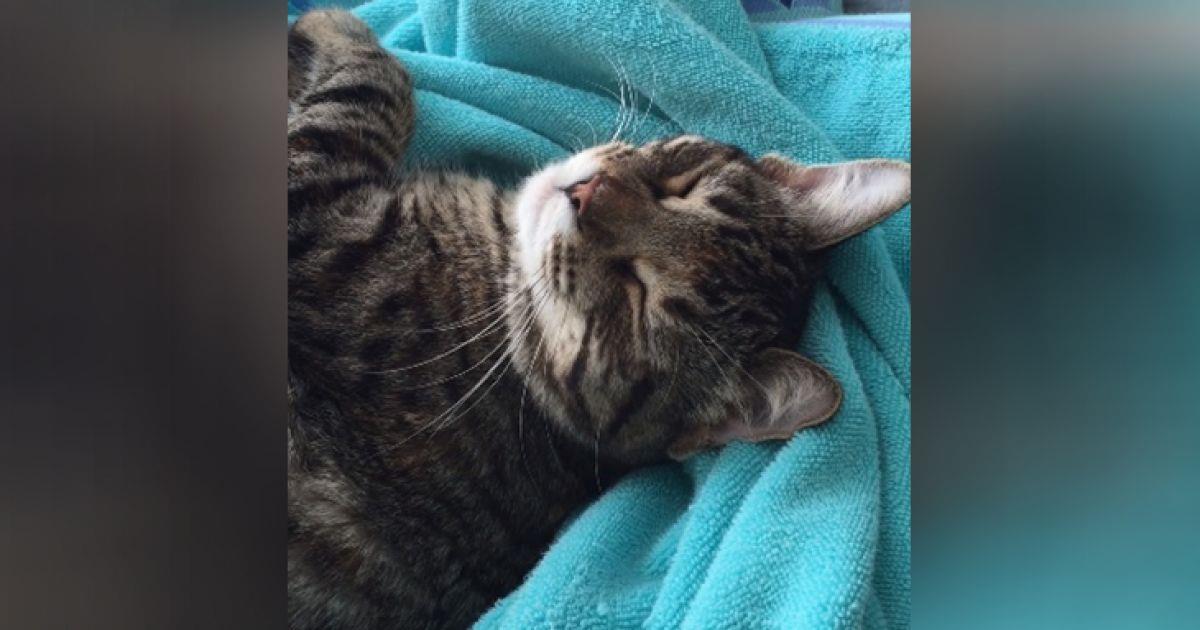 Langschläfer: Verträumte Katze will partout nicht aus dem Bett	