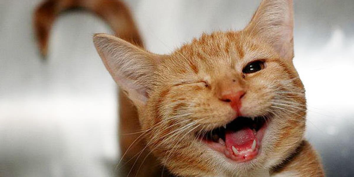 Tiere können nicht lachen? Äh Äh! Diese 23 fröhlichsten Tiere der Welt beweisen das Gegenteil.	