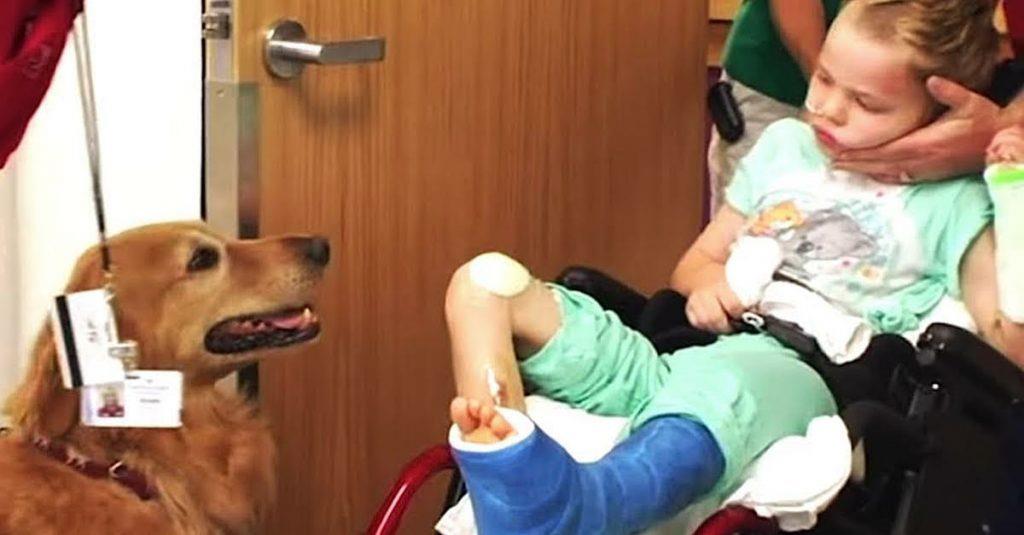 Der am Gehirn verletzte Junge lag im Sterben – schau, was passiert, als er diesen Hund trifft	
