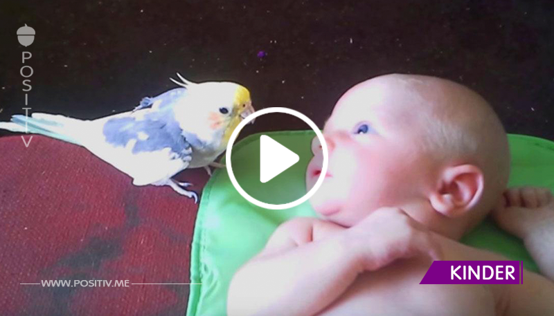 Der Papagei singt ein Wiegenlied für ein neugeborenes Baby. Einfach schön!