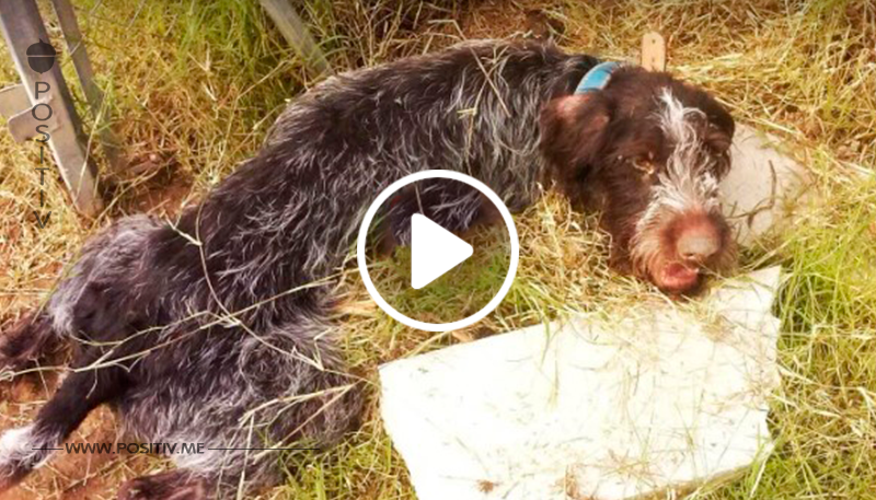 Der misshandelte Hund wurde zum Sterben zurückgelassen – dann machten sie diese schreckliche Entdeckung!
