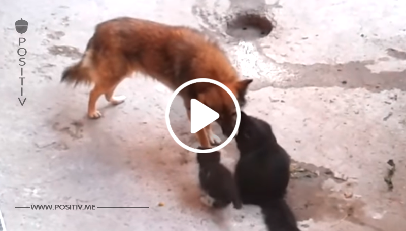 Katzenmutter trifft auf einen Hund mit ihren kleinen Kätzchen – was dann passiert, fasziniert Millionen	