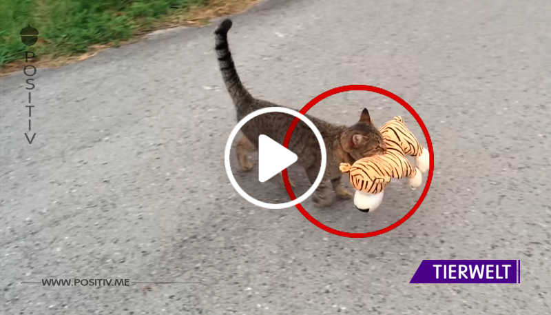 Diese Katze stiehlt das Plüschtier des Nachbarn – die Aufnahme zeigt den herzerwärmenden Grund