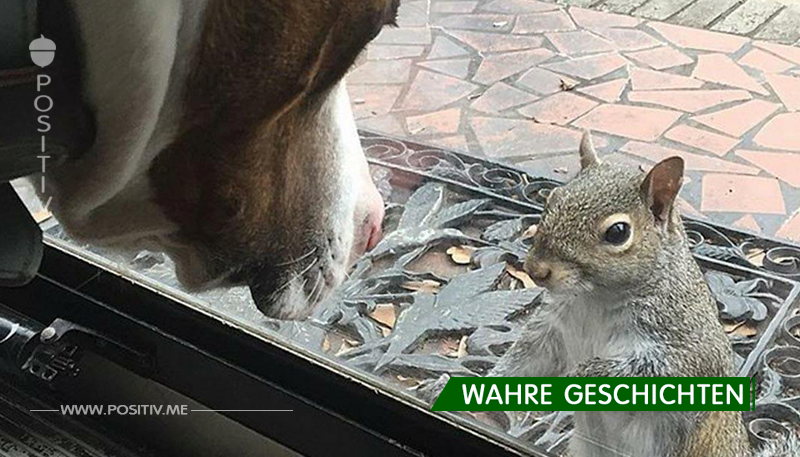 Die Familie rettete das Eichhörnchen und 8 Jahre später kehrte sie zurück, um ihnen etwas Wichtiges zu zeigen