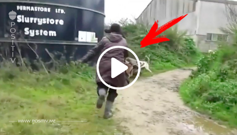 Video: Frau rettet gejagten Fuchs vor Jägern.	