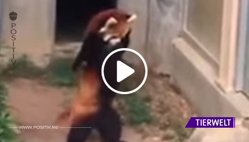 VIDEO: Roter Panda erschrickt vor einem Stein! Seine Reaktion ist einfach nur goldig!	