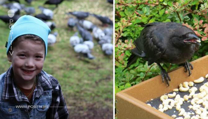8 Jährige füttert Krähen im Garten – bis sie entdeckt, dass die Vögel ihr etwas Besonderes hinterlässt	