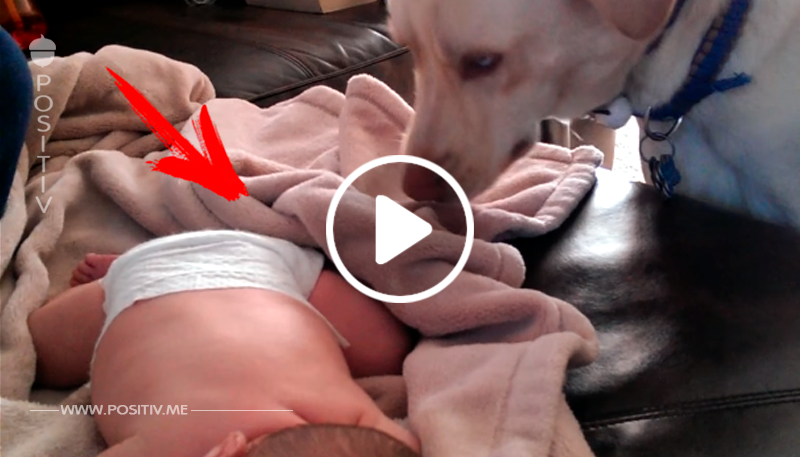 Die Kamera filmt heimlich, was der Hund macht, als das Baby schläft. Bei 0:04 schmelze ich dahin.