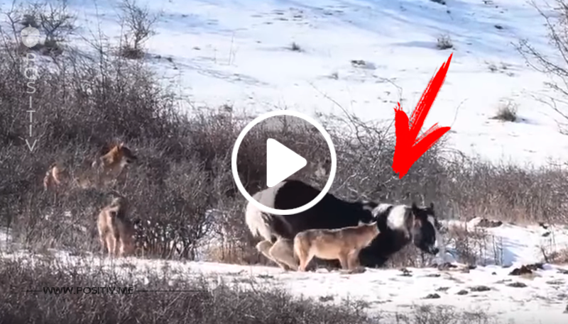 Pferd läuft in der Wildnis einem Pack Wölfe über den Weg – doch mit dieser Reaktion hätte niemand gerechnet