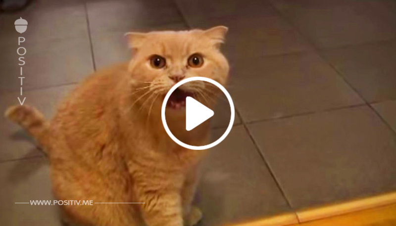 Diese Katze namens Marsik sang ein Lied über Segler und wurde zum Star des Internets. Er wird dein Herz erobern!