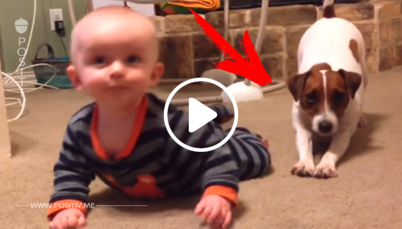 Hund ist ganz verwirrt, warum das Baby immer umfällt – schau, was er danach tut