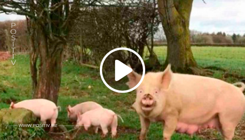 Diese Schweinefamilie hat noch nie Tageslicht gesehen – ihre Reaktion, als sie die Freiheit sehen, ist toll!