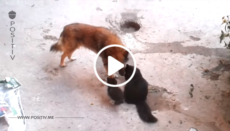 Katzenmutter trifft auf einen Hund mit ihren kleinen Kätzchen – deren Begegnung fasziniert Millionen
