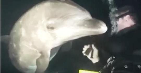 Ein Taucher schwamm gerade im Meer von Hawaii, als ein Delfin auf ihn zugeschwommen kam und ihn verzweifelt um Hilfe bat