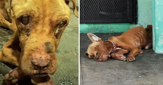 Abgemagerter und misshandelter Hund wird an Tankstelle ausgesetzt – Retter tut alles, um sein Leben zu retten