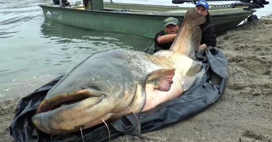 Fischer hat 2,7 Meter großen, gewaltigen Wels gefangen