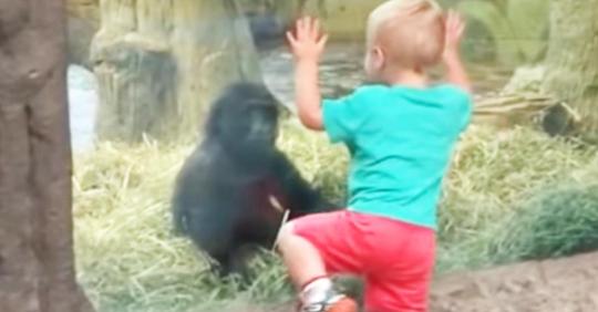 Kleinkind kommt Baby-Gorilla zu nahe und Eltern lachen sich über die darauffolgende Szene kaputt