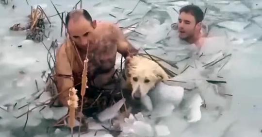 Polizisten schwimmen durch eiskalten See, um Hund in Not zu retten – mutige Heldentat