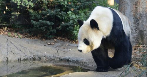 Zoo in Tokio nach Geburt von Panda-Zwillingen überrascht und 'unglaublich glücklich'