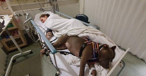 Hund entdeckt bei seinem Frauchen Herzfehler – und rettet ihr das Leben