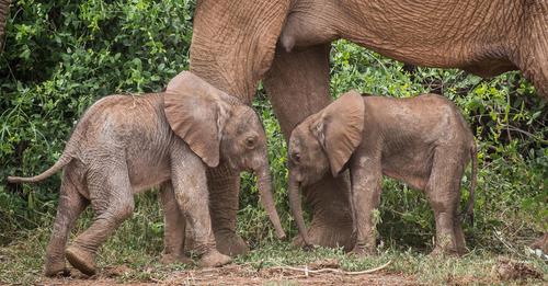Äußerst seltenes Zwillingspaar von Elefantenbabys in Kenia geboren