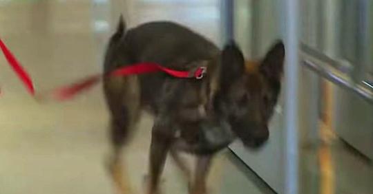 Ein Hund läuft auf einen Soldaten am Flughafen zu und bringen damit unbeteiligte Zuschauer zum Weinen