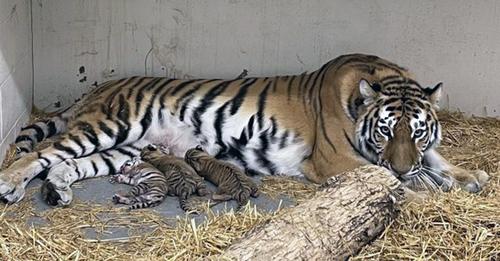 Zoo in den USA feiert Geburt von bedrohten Amurtiger Drillingen – weniger als 4.000 Tiere weltweit