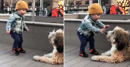 Kleiner Junge trifft zum ersten Mal auf einen Hund – die wundervolle Begegnung begeistert das Internet