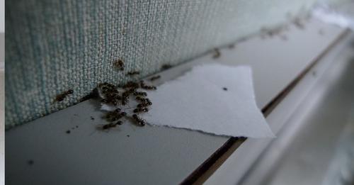 15 Tipps und Hausmittel, die gegen Ameisen im Haus helfen
