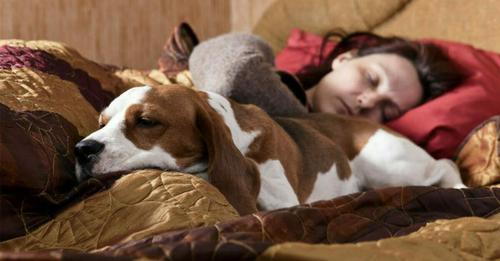 8 Dinge, die mit deinem Körper passieren, wenn du deinen Hund im Bett schlafen lässt