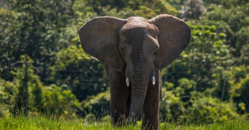 Elefant tötet 70-Jährige – und taucht dann bei der Beerdigung auf, um noch einmal nachzutreten