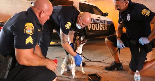 Drei Polizisten bemerken einen Hund, der in einem heißen Auto ausgesetzt wurde: Sie reißen die Tür auf, um ihn zu retten