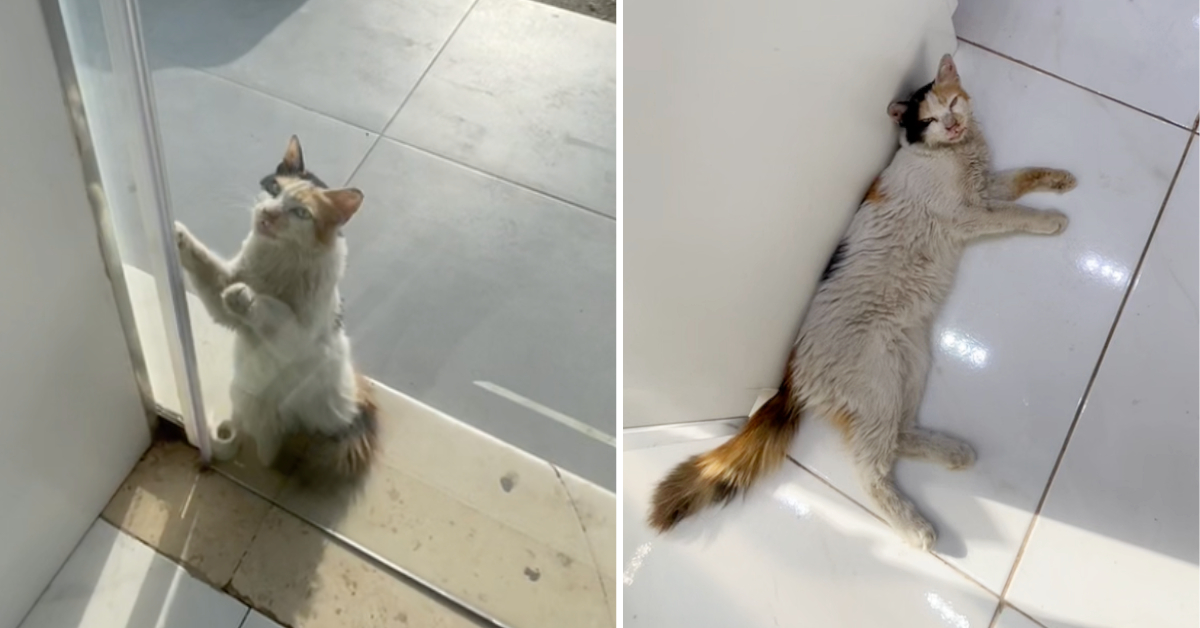 Ladenbesitzer lässt streunende Katze während der Hitzewelle in sein Geschäft – versorgt sie mit Futter und Wasser