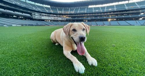 Baseball Team adoptiert Hund, der beinahe eingeschläfert worden wäre