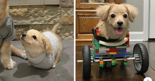 12 jähriger Junge baut einen Rollstuhl für Hundewelpen mit 2 Pfoten. Was für rührende Bilder!