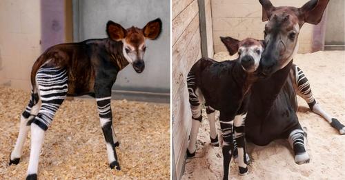 Zoo in den USA feiert Geburt eines seltenen und gefährdeten Okapi-Kalbs – Willkommen auf der Welt