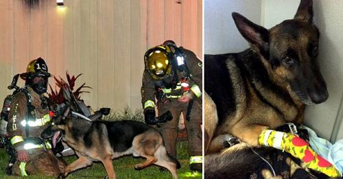 Polizeihund kehrt aus Ruhestand zurück & rettet zwei Kinder aus brennendem Haus