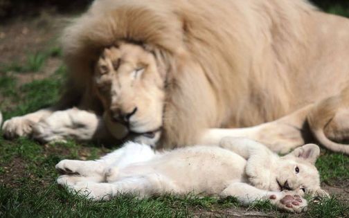 Zoo Löwen töten Mann, der in ihr Gehege einsteigt