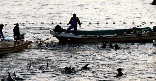 Tierschützer beklagen: Delfinjäger attackieren Muttertiere mit Babys