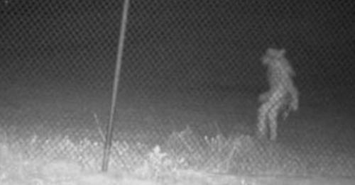 Gruselgestalt auf Zoo Überwachungsvideo gibt Rätsel auf